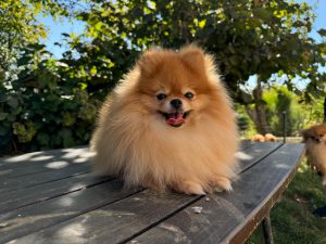Pomeranac