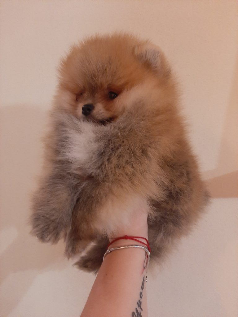 Puppy-03