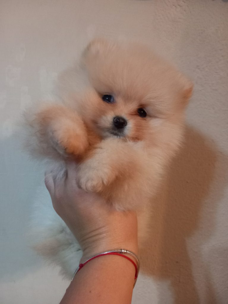 Puppy-07