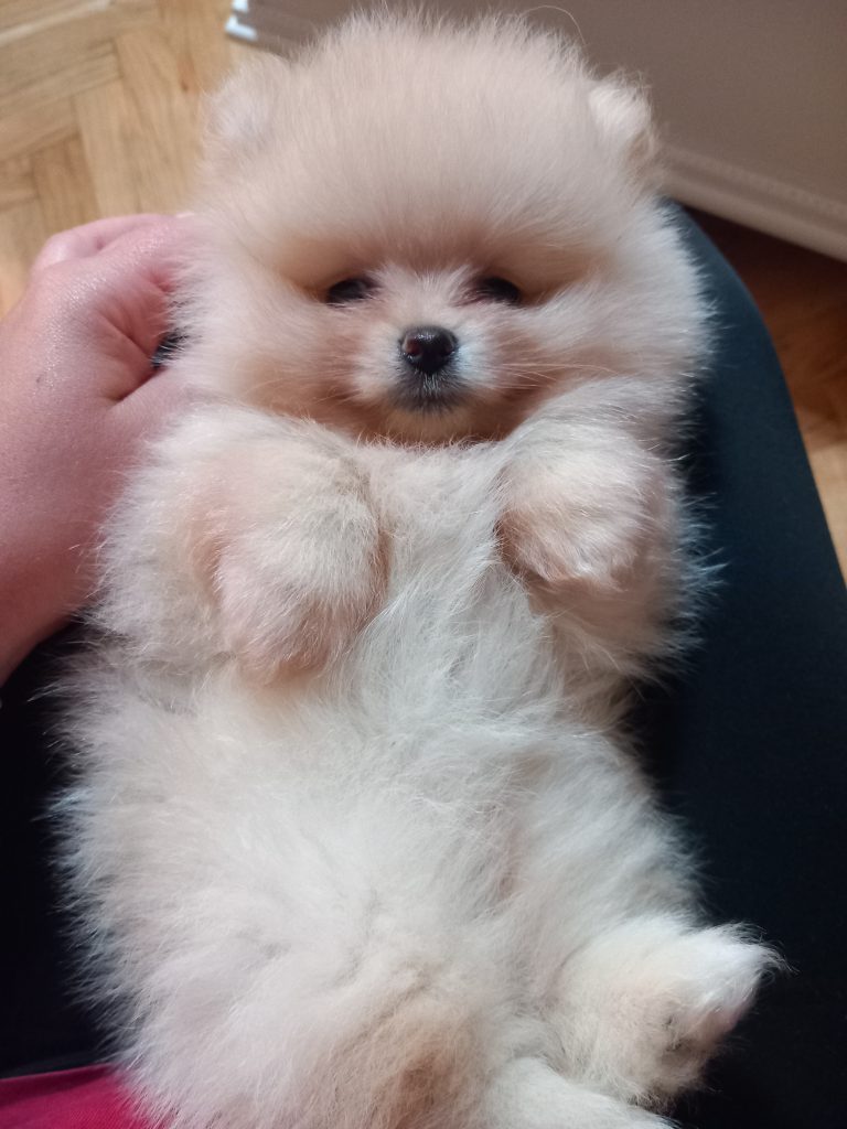 Puppy-08