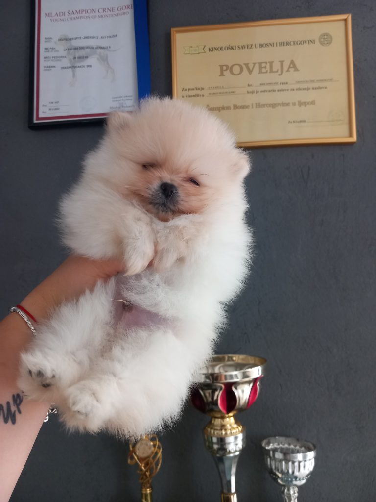 Puppy-10