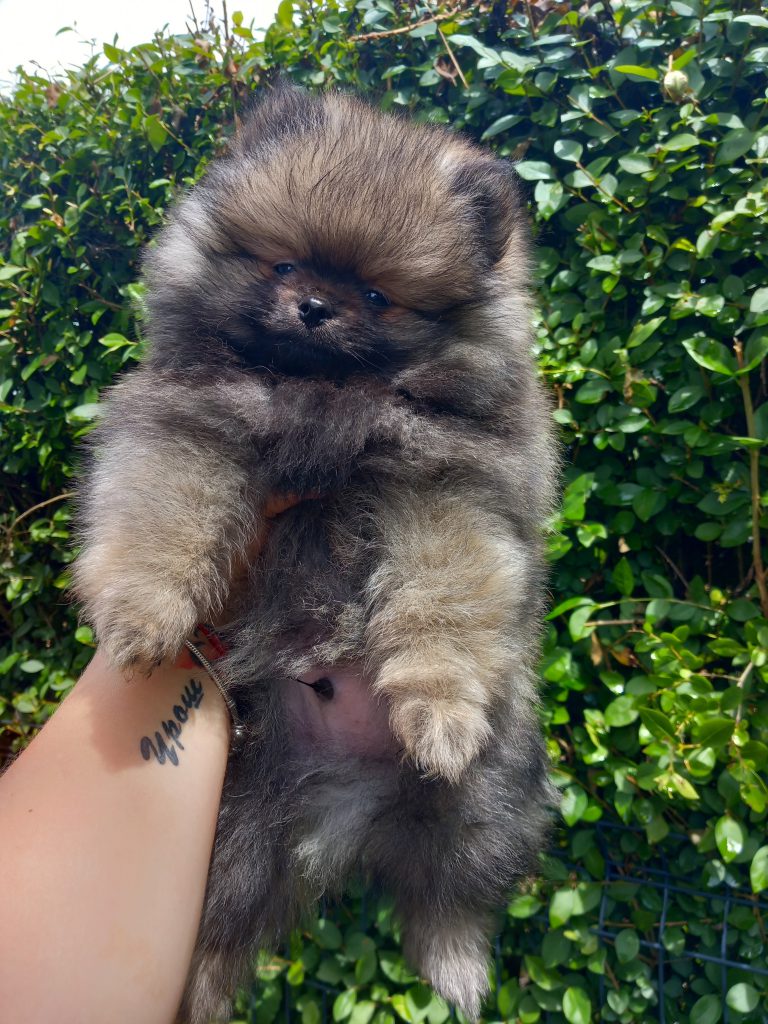 Puppy-12