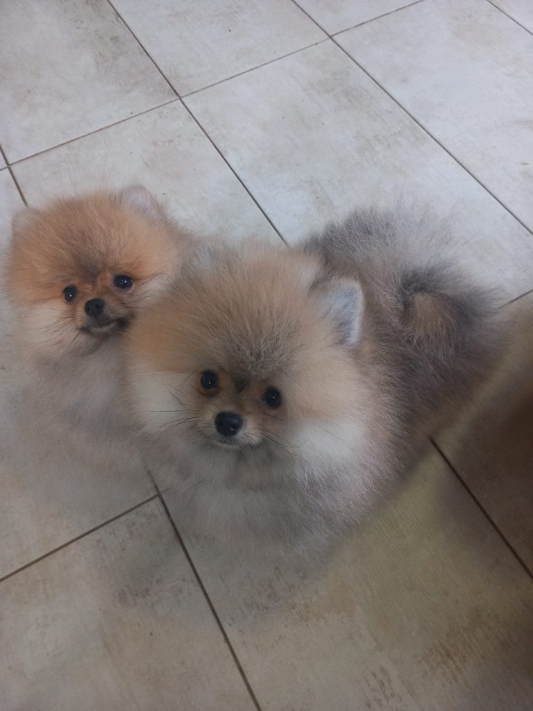 Puppy-13