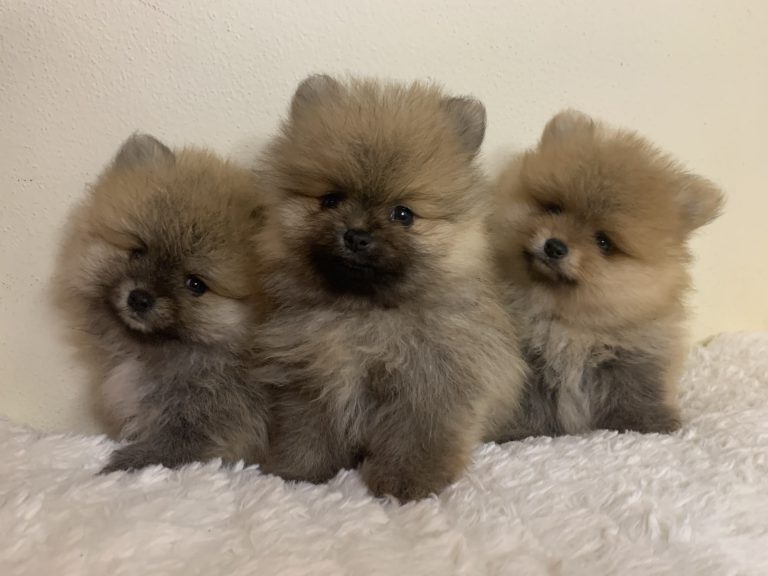 Puppy-21