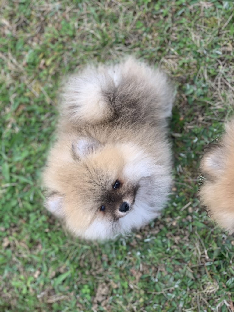 Puppy-25