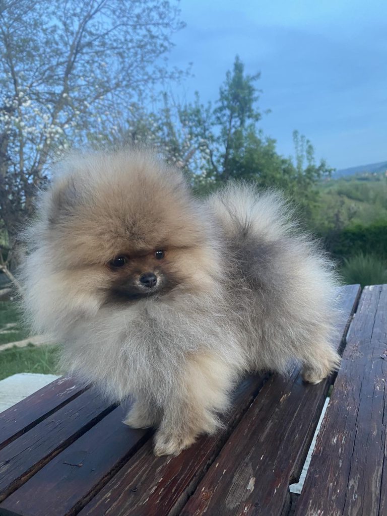 Puppy-26