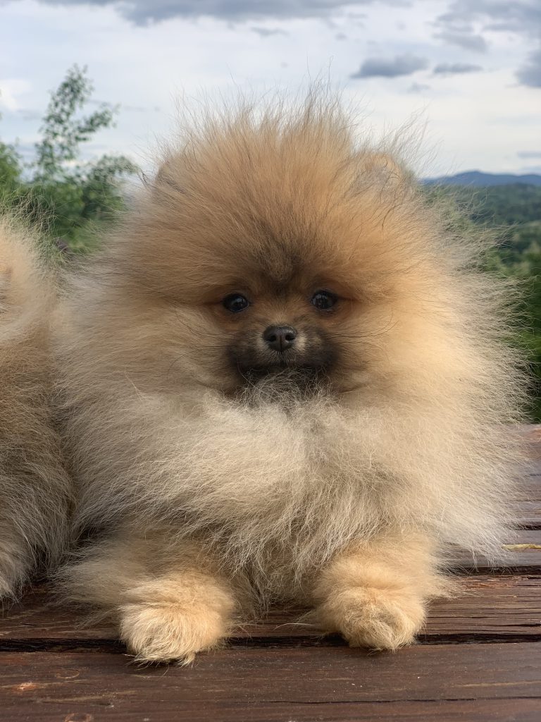 Puppy-29