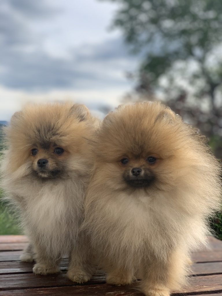 Puppy-30