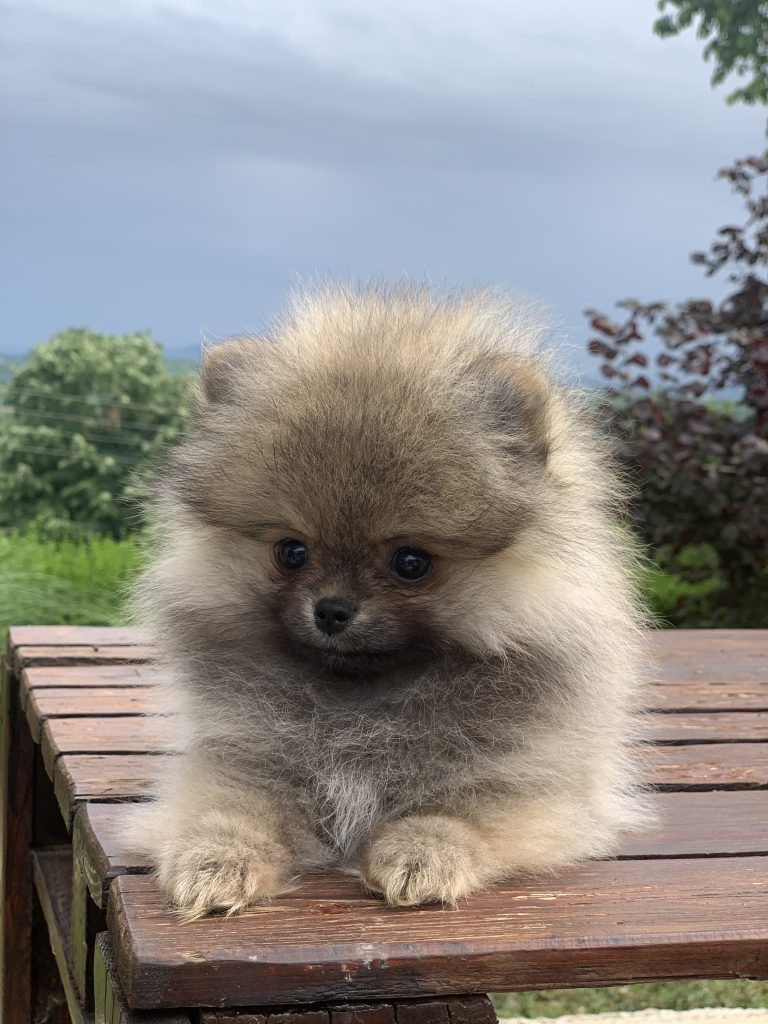 Puppy-32