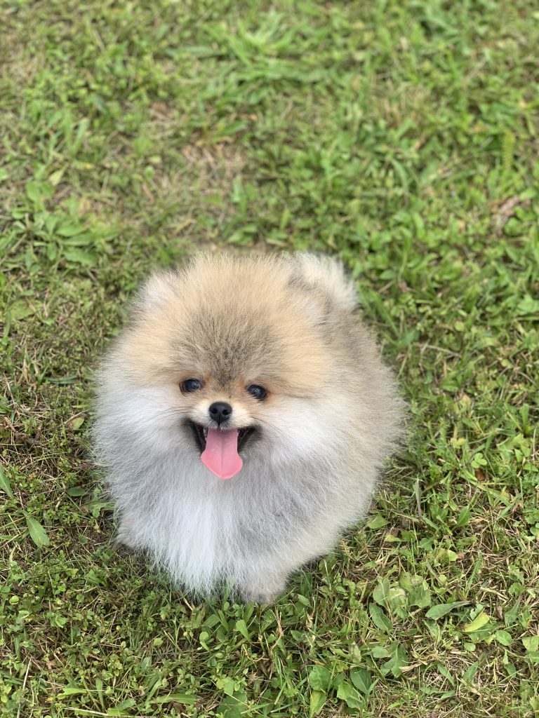 Puppy-33