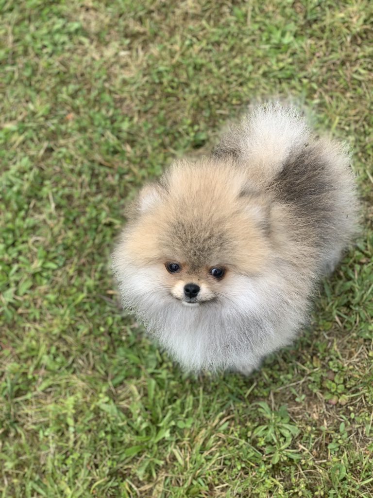 Puppy-34