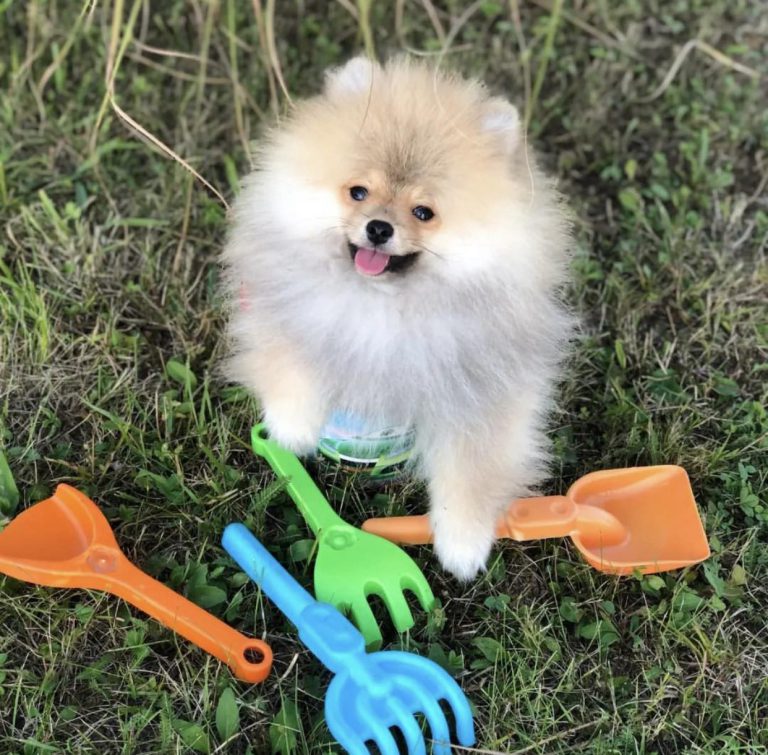 Puppy-42