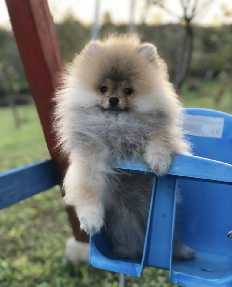 Puppy-43