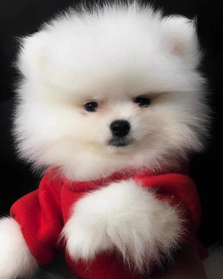 Puppy-44
