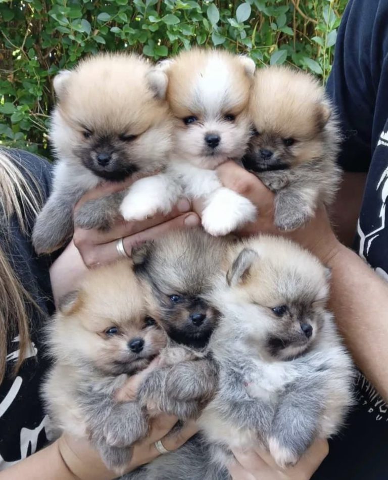Puppy-45
